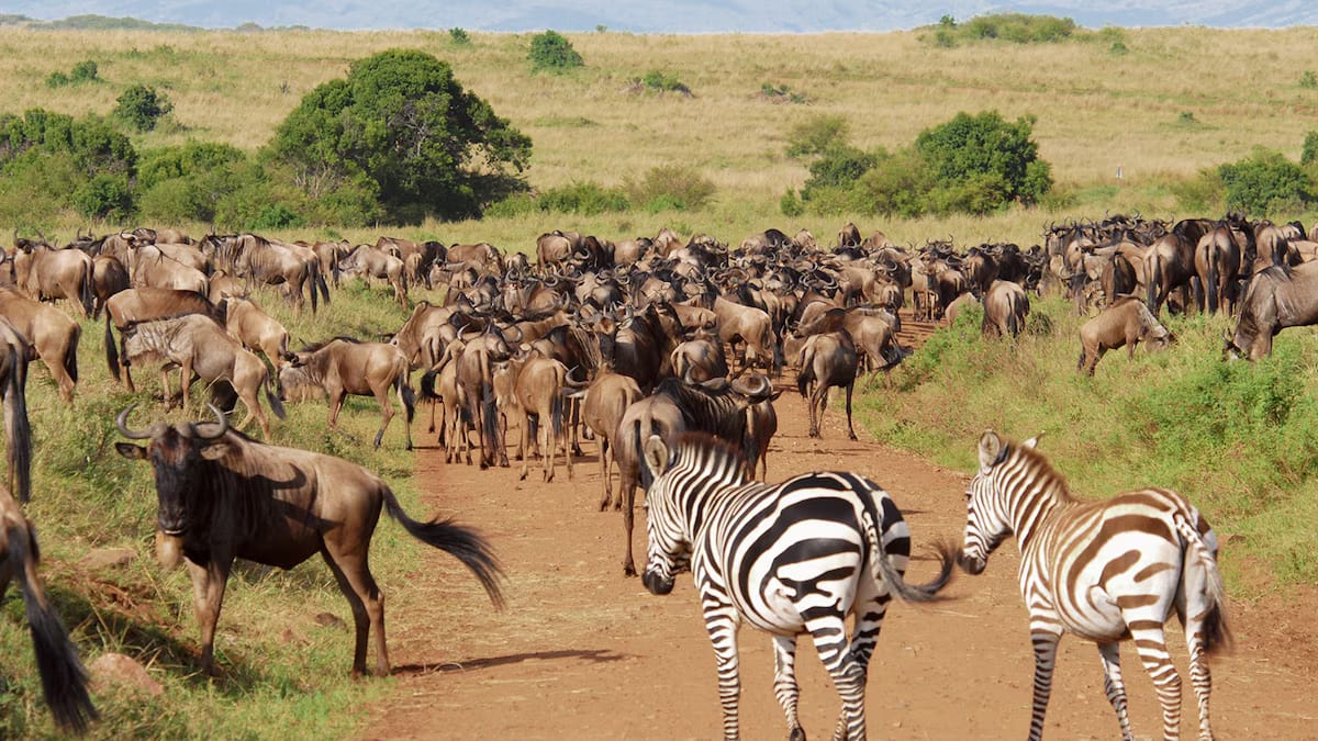 Kenya & Tanzania
